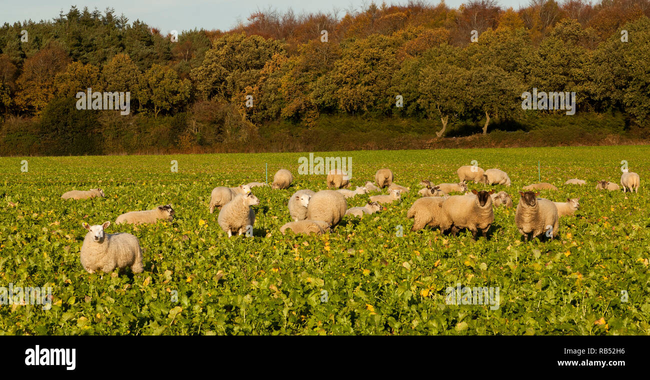 Eine Herde von Schafen leben draußen in einem Feld von Stoppeln Rüben Stockfoto