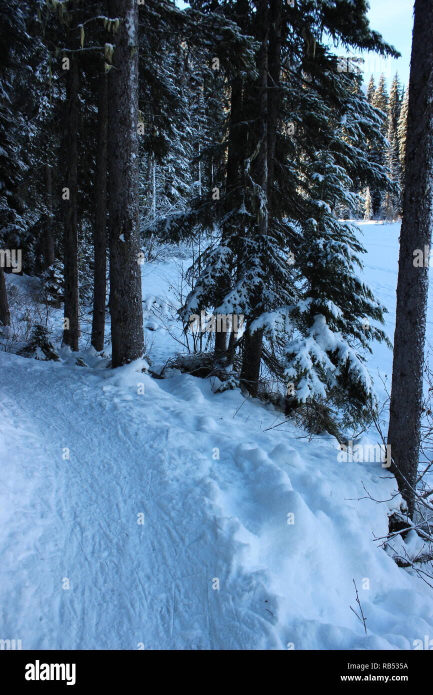 Waldweg im Winter Stockfoto