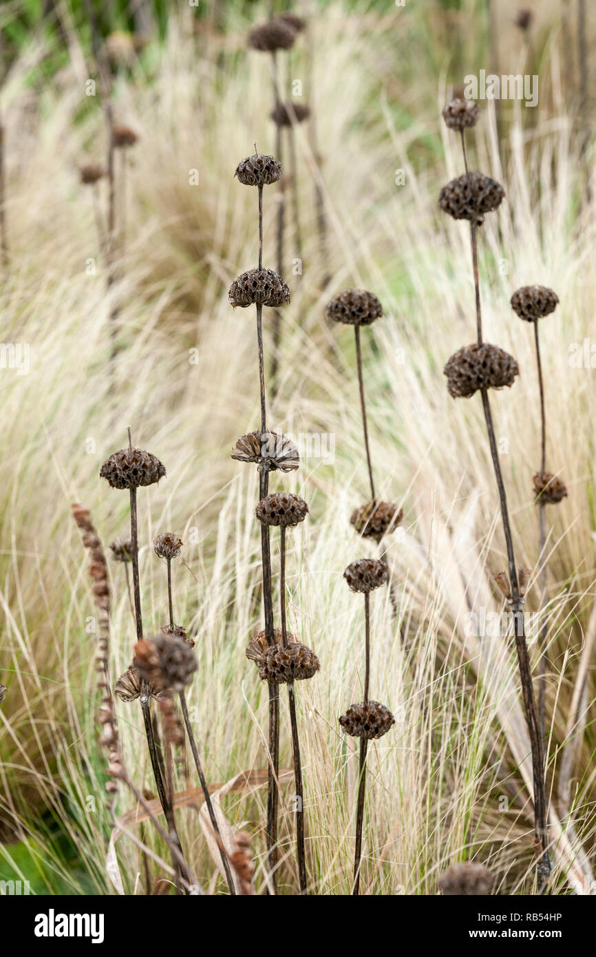 Winter Saatgut Staats Phlomis Russeliana gesetzt gegen trockene Grser  Stockfotografie - Alamy