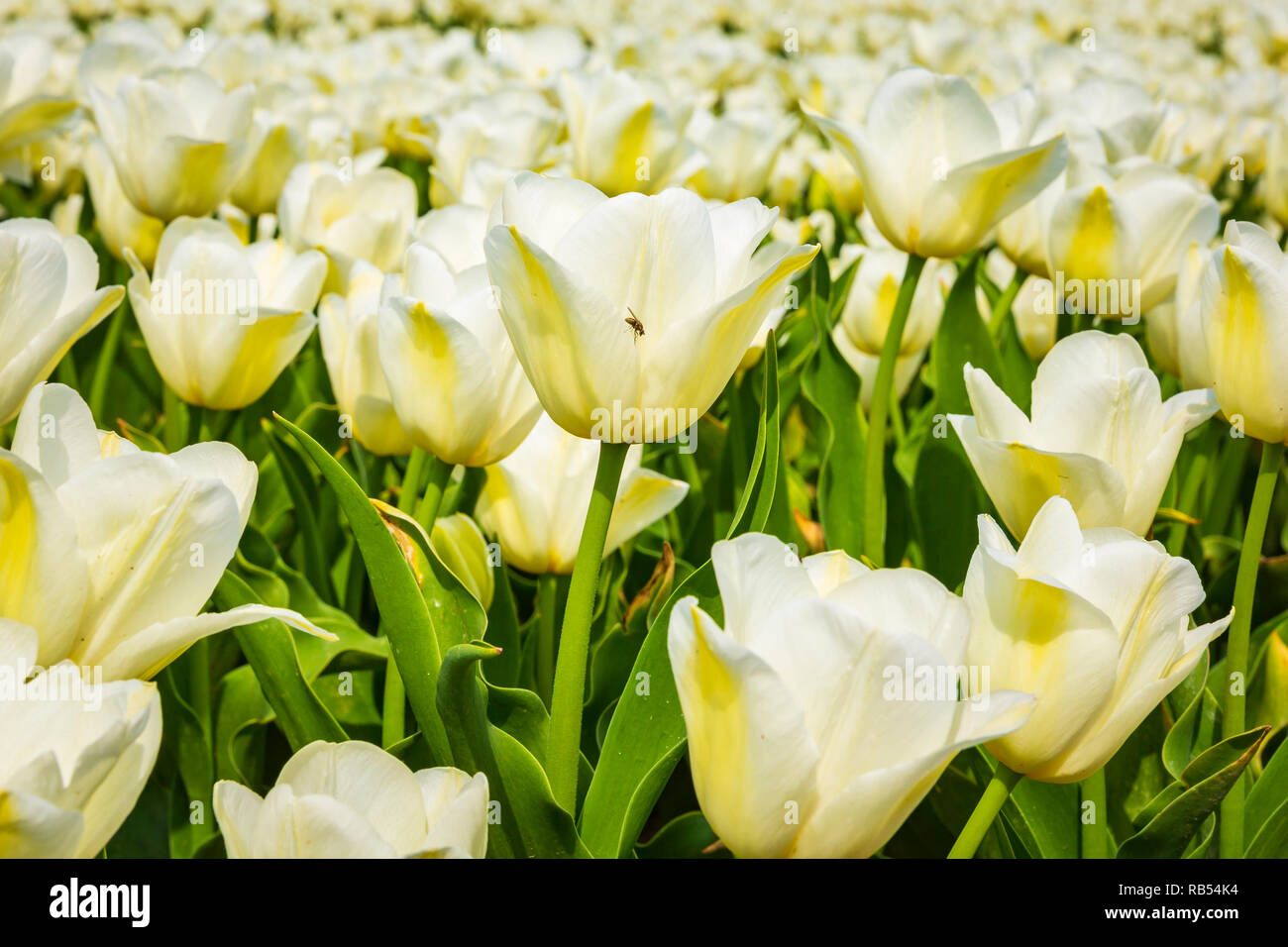 Nahaufnahme des Niederländischen weißen Tulpen in einer Blume Feld im Frühling Stockfoto