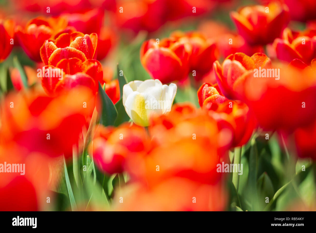Einzelne weiße Niederländische Tulip in einer roten Blume im Frühling, Holland wächst Stockfoto