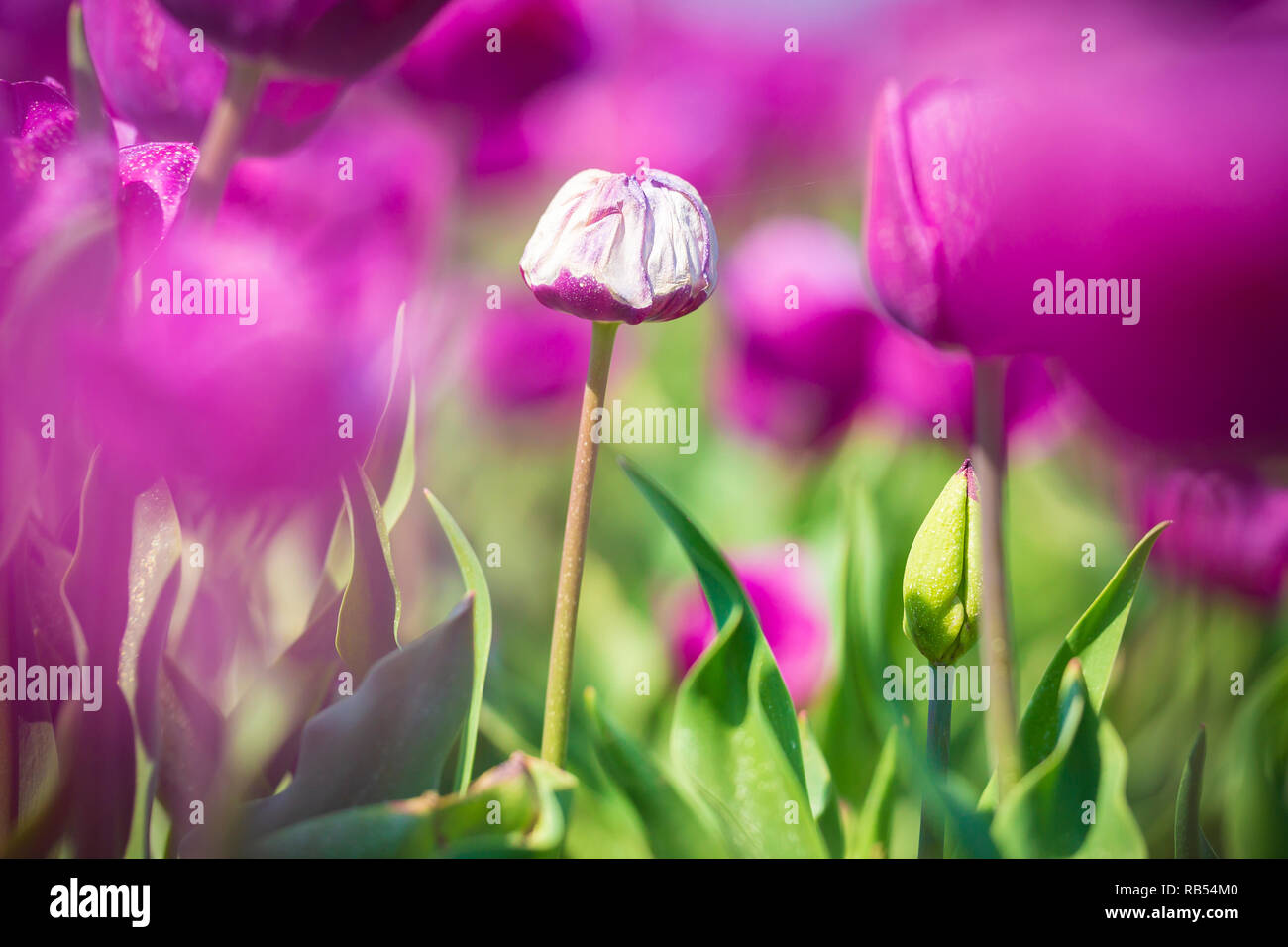 Einzelne weiße Niederländische Tulip in einer Lila Blume im Frühling, Holland wächst Stockfoto