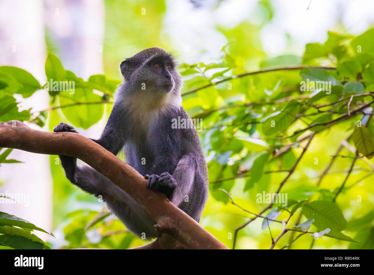 Wild blue oder diademed monkey Cercopithecus mitis Primas Nahrungssuche und bewegt sich in einem immergrünen montane Bamboo Jungle Lebensraum. Jozani Forest, Sansibar, Ta Stockfoto