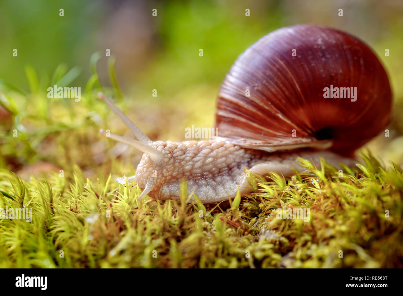 Helix pomatia auch römische Schnecke, Weinbergschnecken, weinbergschnecke oder Escargot, ist eine Pflanzenart aus der Gattung der Großen, Essbar, Atemluft- land Schnecke, eine terrestrische Pulmo Stockfoto