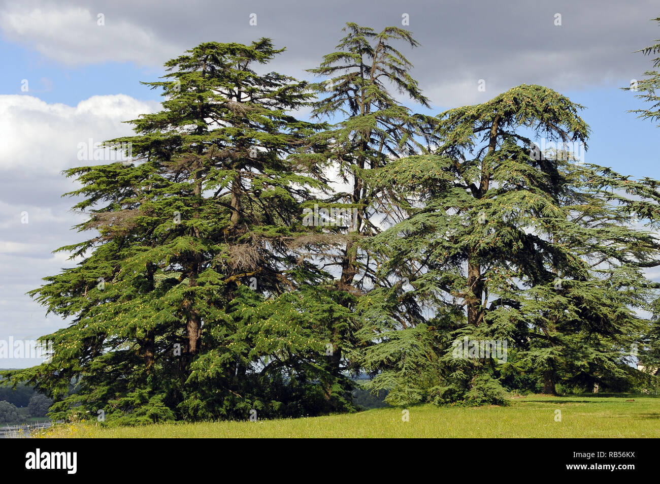Zedern Des Libanon Oder In Libanon Zeder Libanon Zeder Libanoni Cedrus Cedrus Libani Cedrus Lebani Stockfotografie Alamy