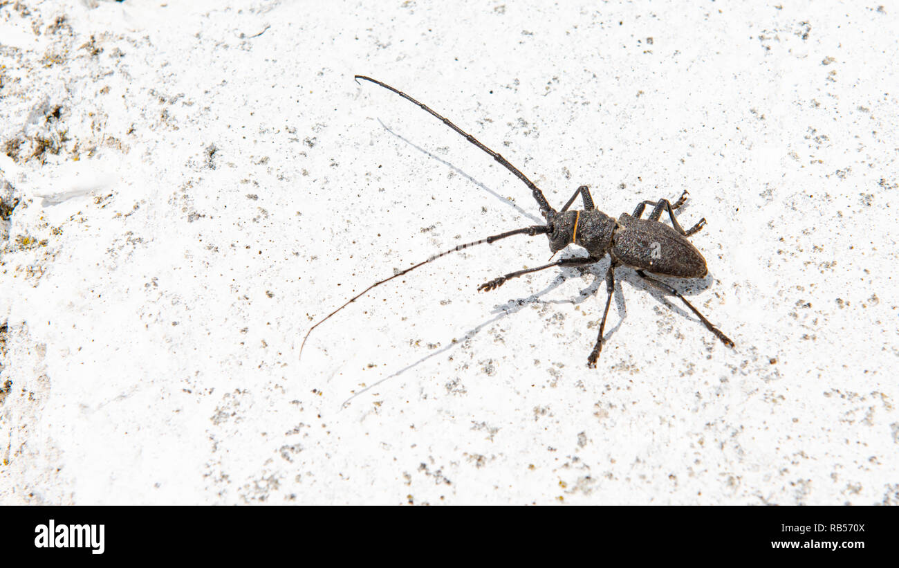 Die Kiefer sawyer Käfer Monochamus galloprovincialis aus Familie Cerambycidae auf weißem Hintergrund Stockfoto