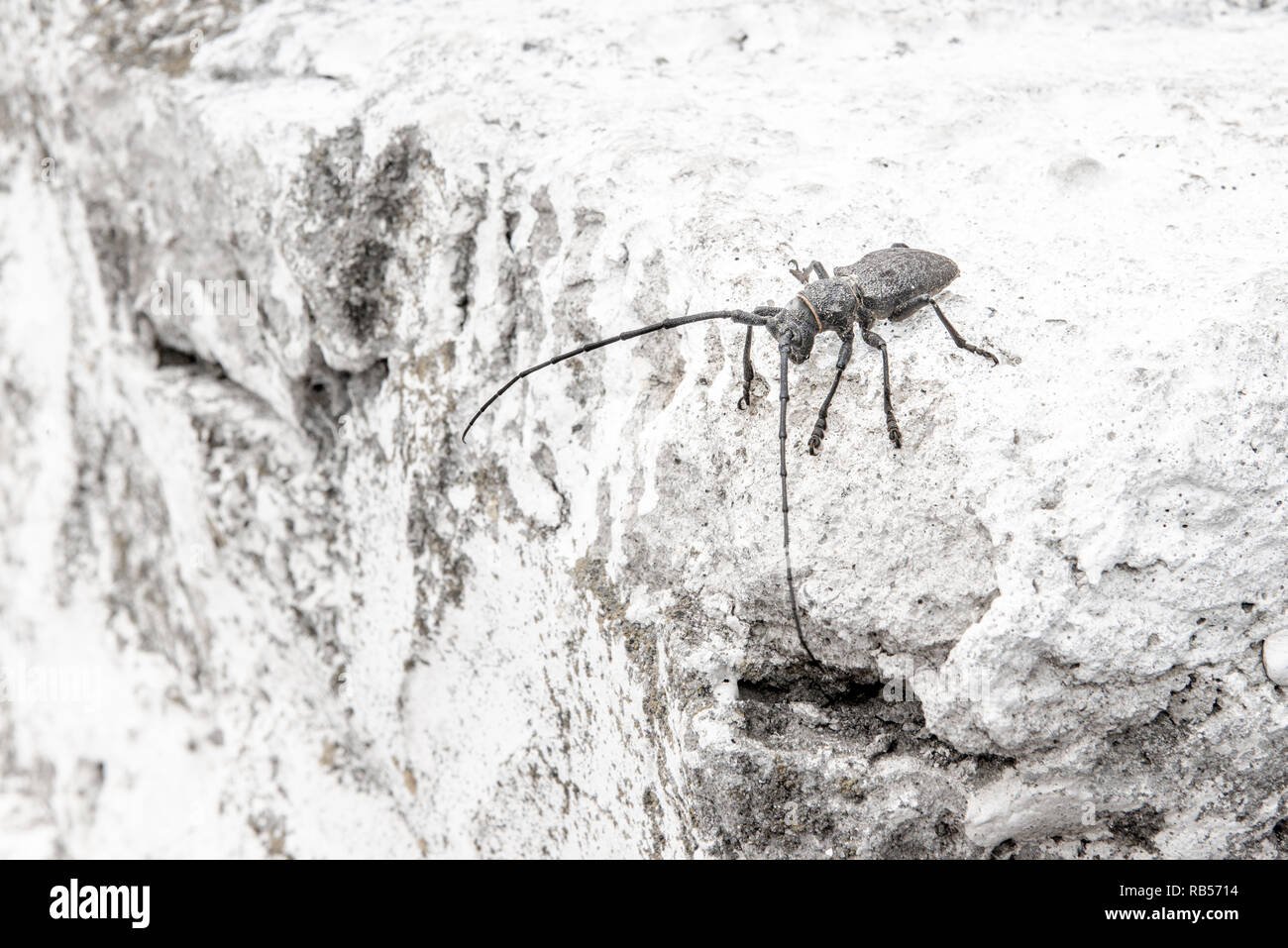 Die Kiefer sawyer Käfer Monochamus galloprovincialis aus Familie Cerambycidae auf weißem Hintergrund Stockfoto