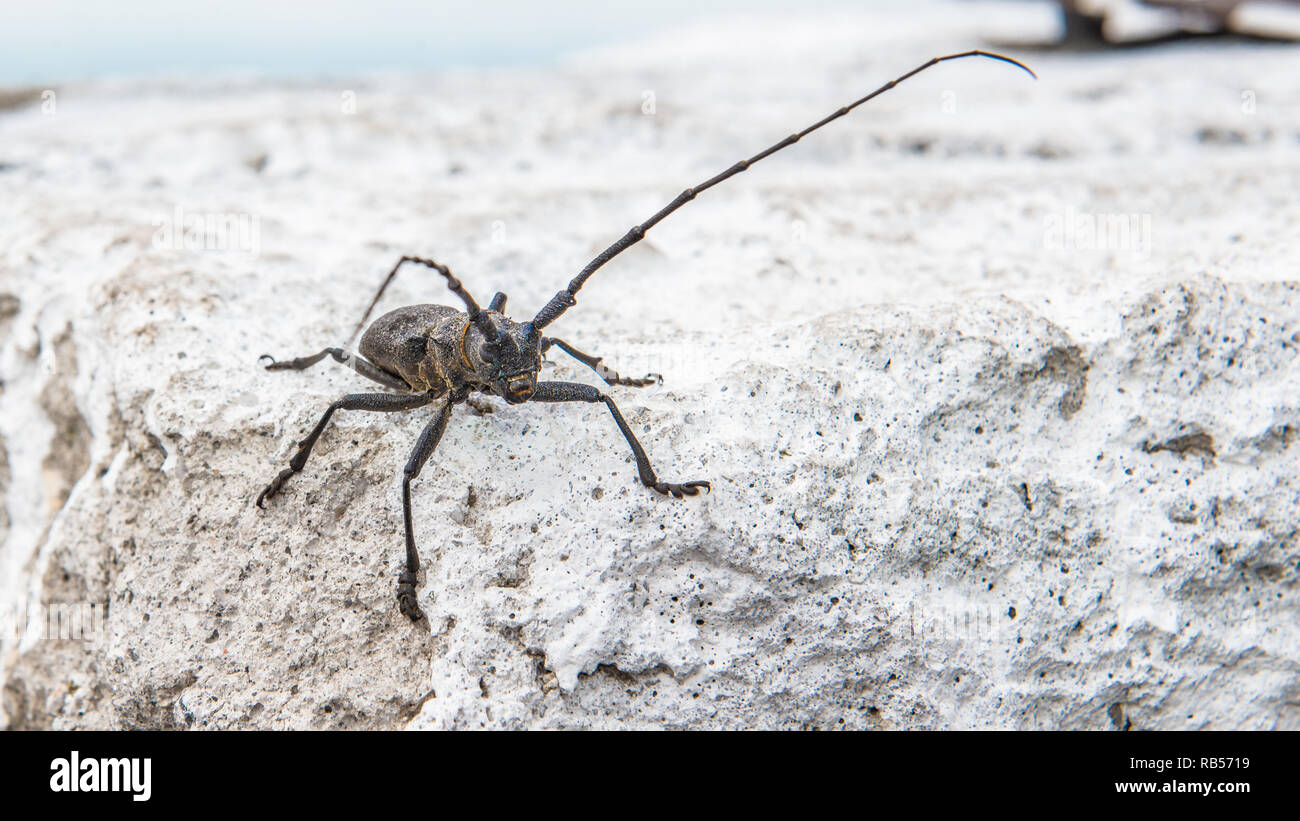 Die Kiefer sawyer Käfer Monochamus galloprovincialis aus Familie Cerambycidae auf weißem Hintergrund Stockfoto