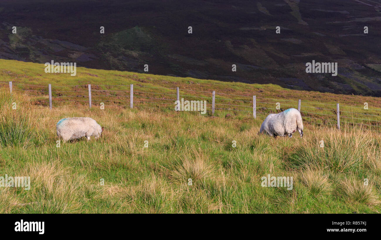 Zwei Schafe weiden in den Cairngorms in Schottland, Großbritannien. Stockfoto