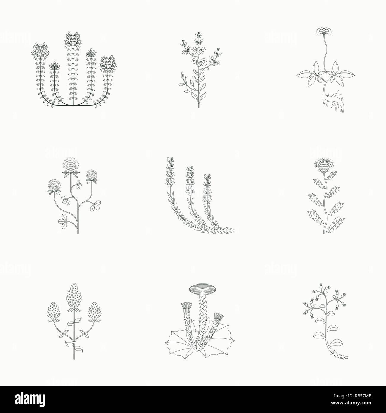 Heilpflanzen, Kontur Symbole auf weißem Hintergrund Stock Vektor