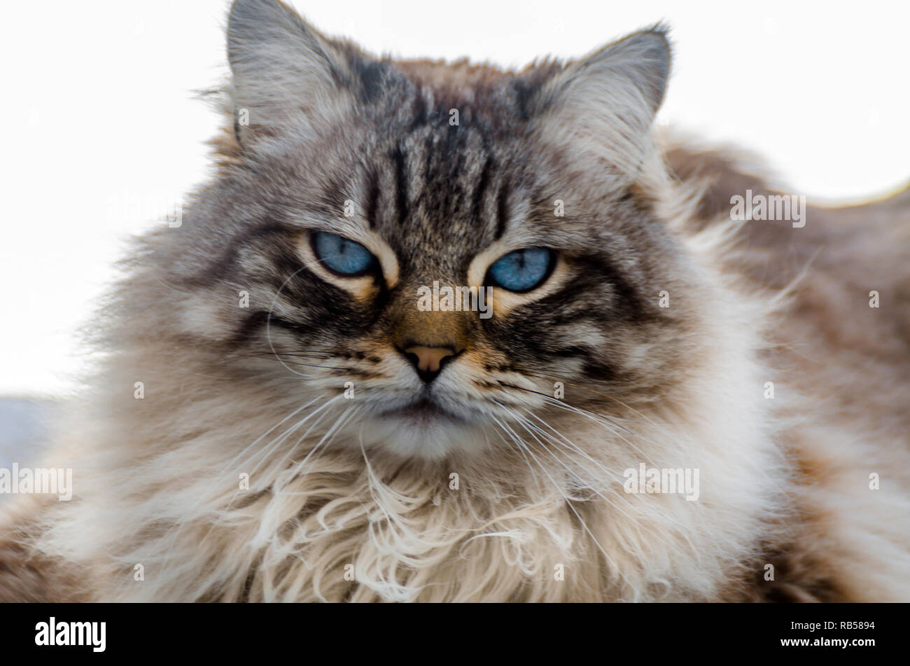 Schöne Langhaarige Katze Mit Blauen Augen Draußen Sitzen