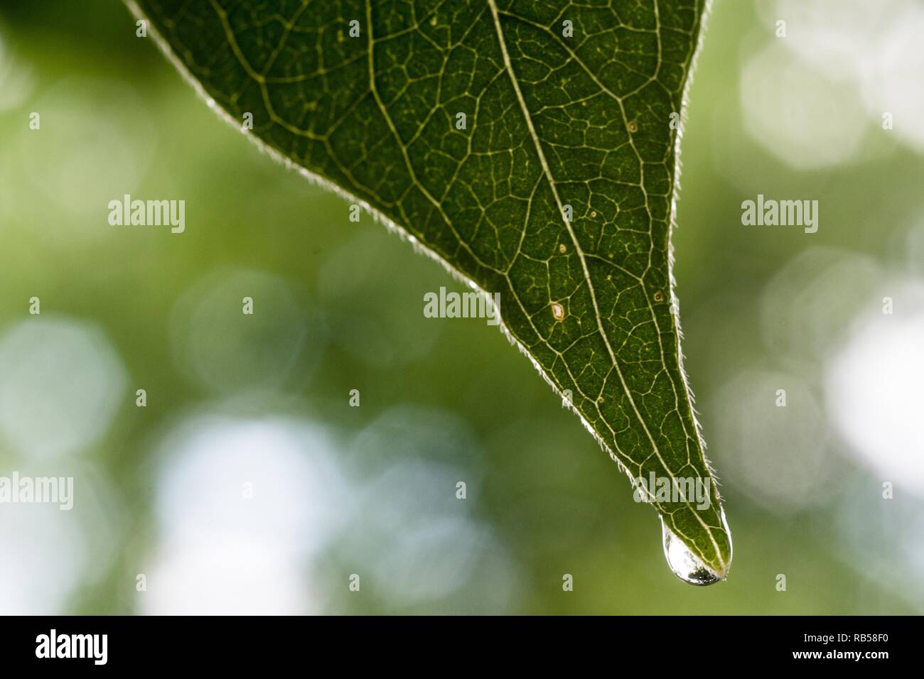 Wassertropfen auf einem Blatt - Naturfotografie im Freien - szenische Bilder - abstrakte Hintergrundbilder - Bilder für den Desktop-Hintergrund Stockfoto