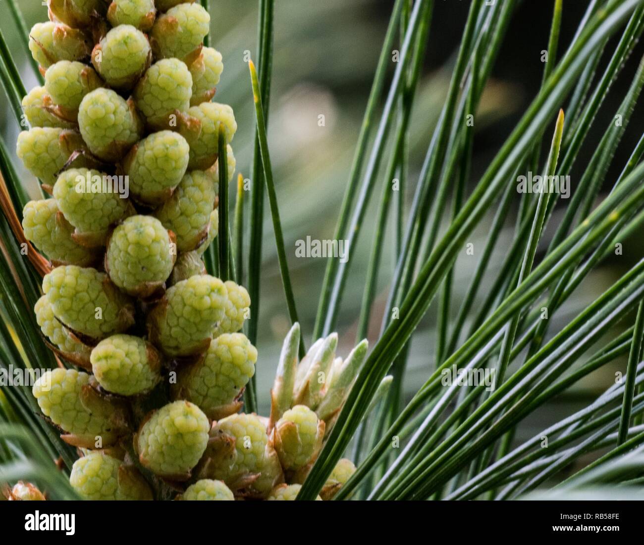 Pinienbaumfotografie - Naturfotografie im Freien - szenische Bilder - abstrakte Hintergrundbilder - Bilder für den Desktop-Hintergrund Stockfoto