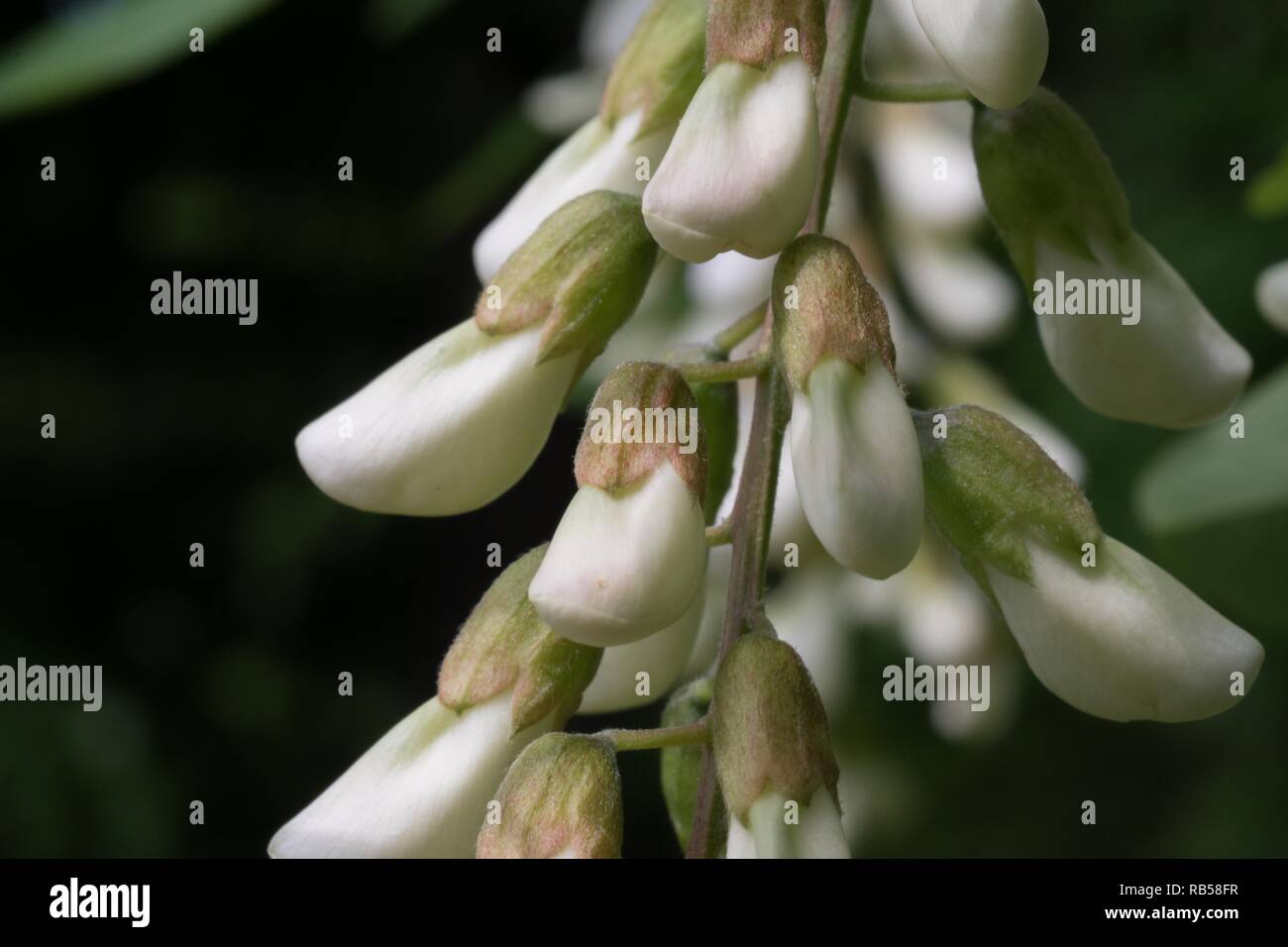 Wunderschöne weiße Blumen-Bart-Fotografie - szenische Bilder im Freien - abstrakte Naturhintergrundbilder Stockfoto