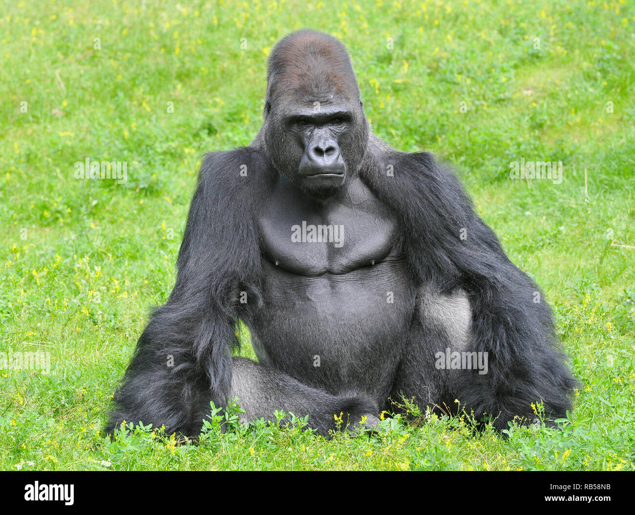 Western Gorilla, Westlicher Gorilla, Gorilla Gorilla, nyugati Gorilla Stockfoto