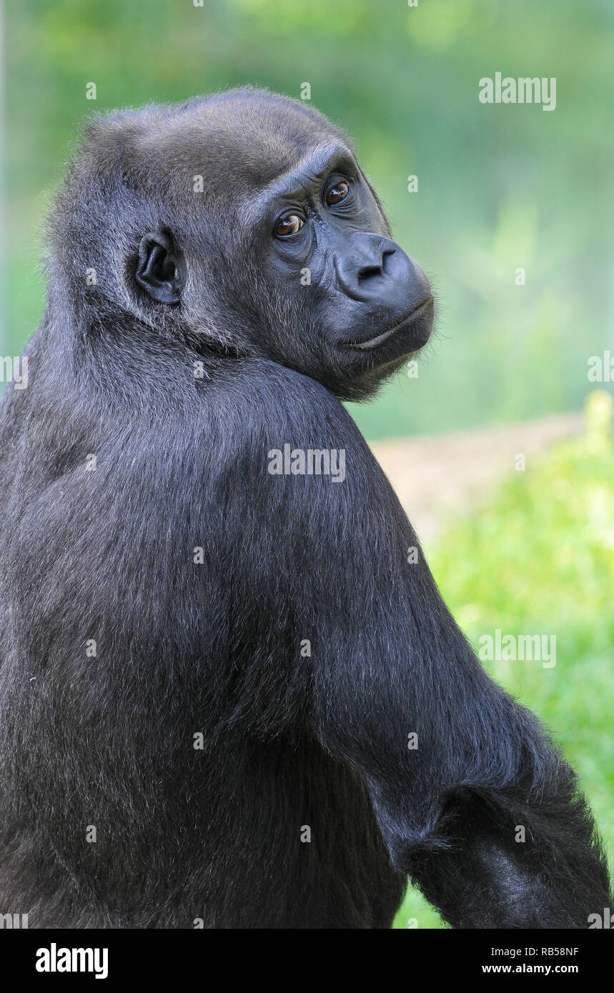 Western Gorilla, Westlicher Gorilla, Gorilla Gorilla, nyugati Gorilla Stockfoto