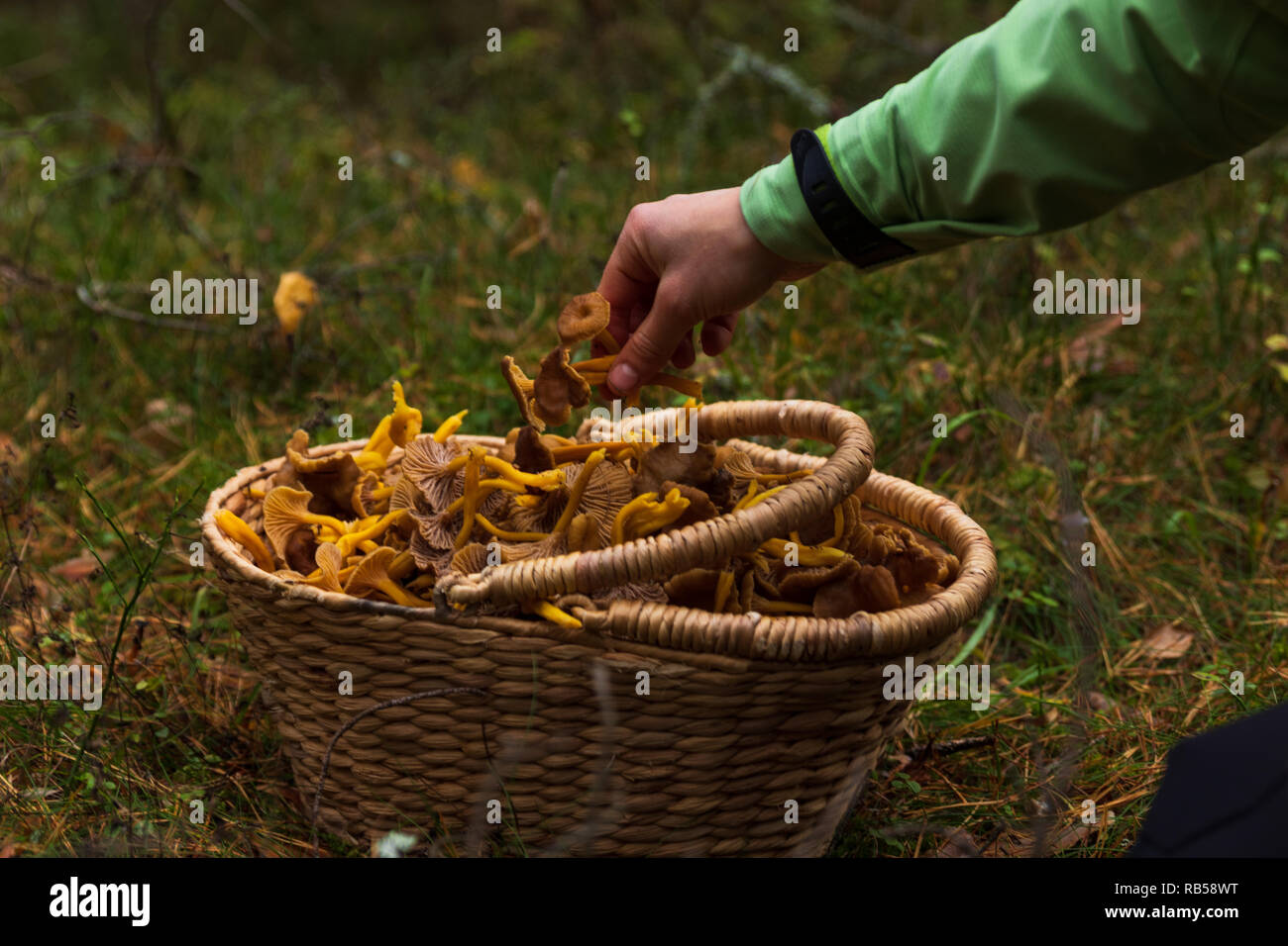 Hand Aufnehmen einer Holz- korb mit Winter Pfifferlingen gefüllt nach einer erfolgreichen Ernte in einem Wald. Stockfoto