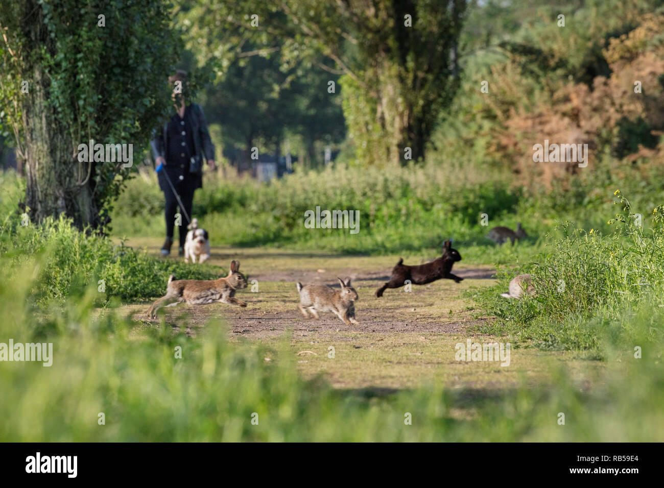 Die Niederlande, Amsterdam. Steckdose für Hunde in der Nähe der Steigung der Bahn, wo Kaninchen wie im Sand zu bleiben. Stockfoto