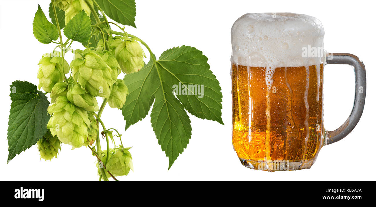 Glas Bier und Hopfenzapfen isoliert Stockfoto