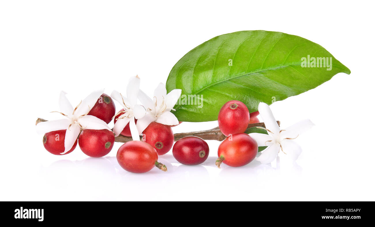 Blumen und Bohnen Kaffee auf weißem Hintergrund. Stockfoto