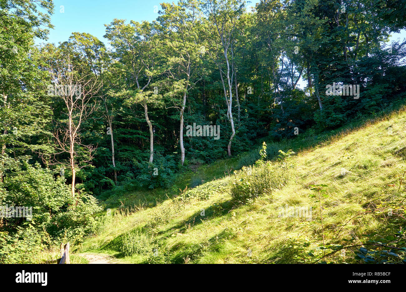Hang mit Bäumen und Wanderweg. In Lohme auf der Insel Rügen. Stockfoto