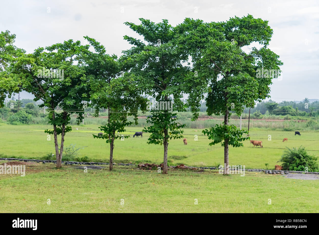 Vier Bäume in einer Reihe auf indischen Garten mit Tier Weiden Hintergrund. Stockfoto