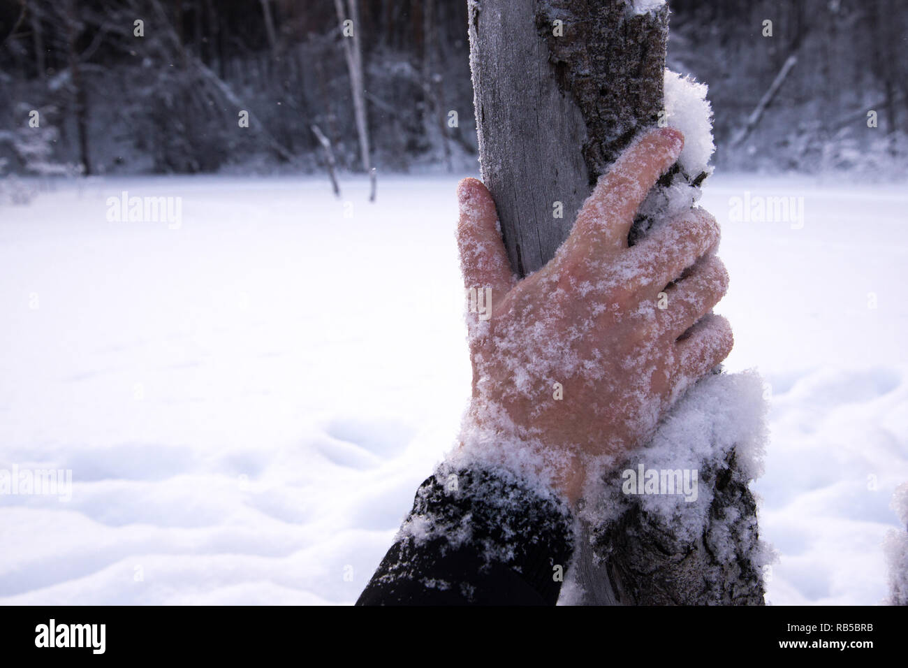 Winter überleben Hand in den Schnee im Wald einfrieren Mann in den Wald Stockfoto