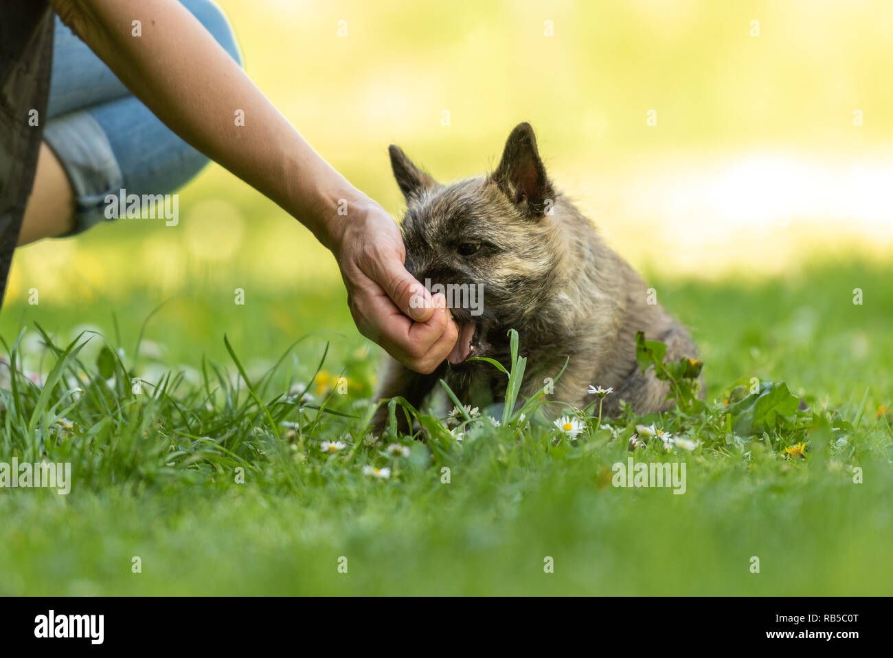 Cairn Terrier Welpen 13 Wochen alt. Süße kleine Hund spielt mit seinem Besitzer auf der grünen Wiese. Stockfoto