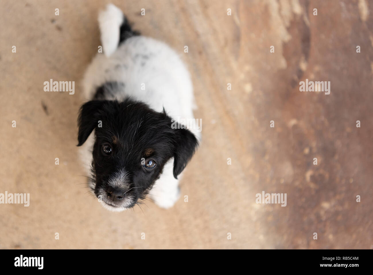 Junge Jack Russell Terrier Welpen 7,5 Wochen alt. Süße kleine doggy. Hund ist. Lustige Perspektive Stockfoto