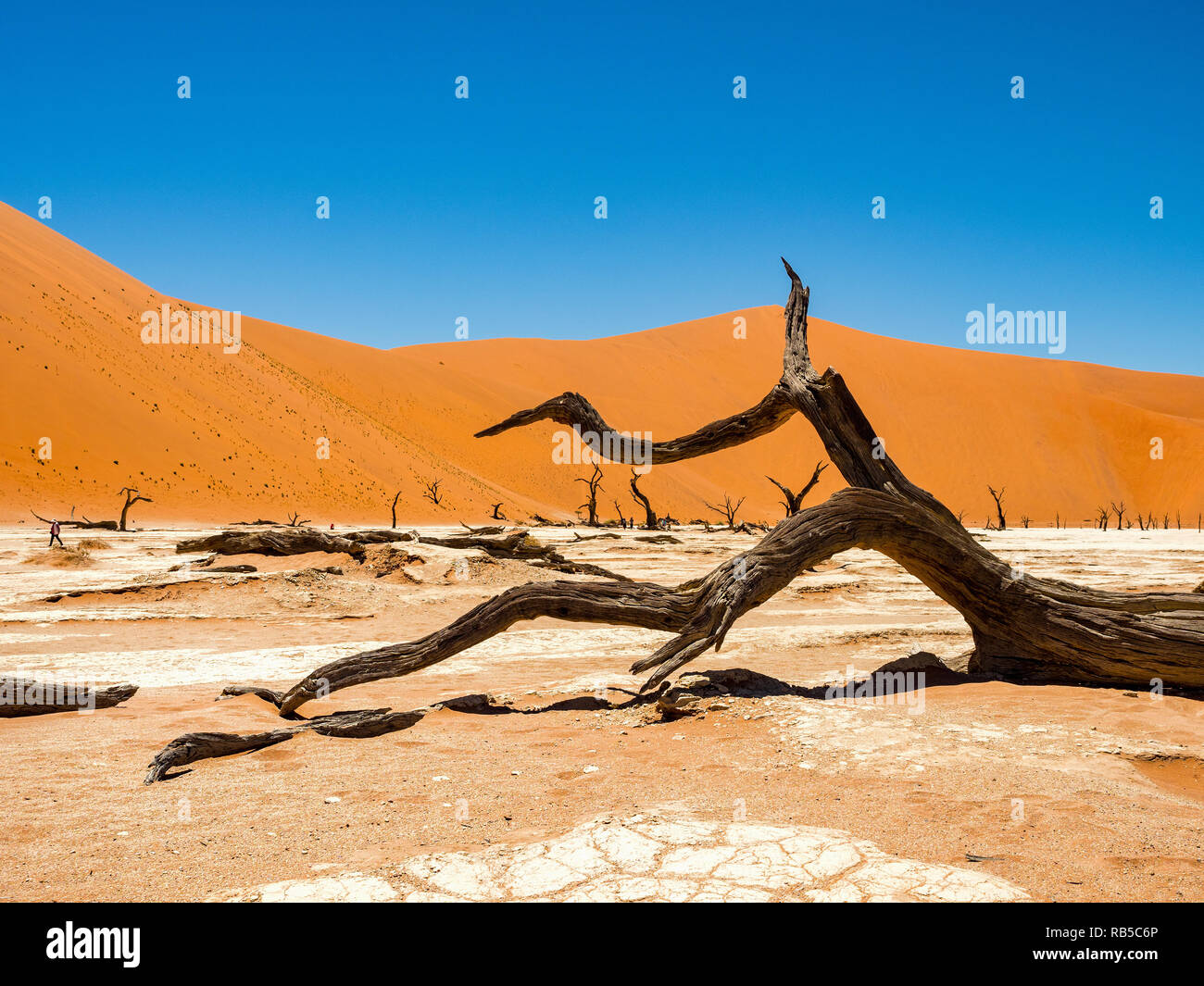 Tot Camelthorn Bäume und Wurzeln gegen die roten Dünen und blauer Himmel im Deadvlei, Salz pan Sossusvlei. Namib-Naukluft-Nationalpark, Namibia, Afrika Stockfoto