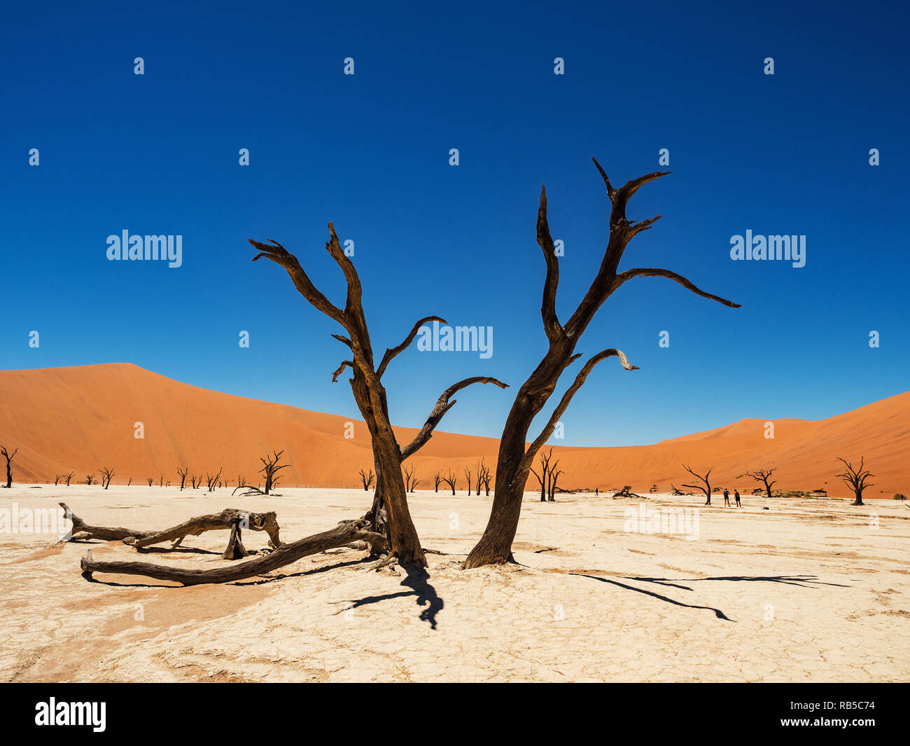 Tot Camelthorn Bäume und Wurzeln gegen die roten Dünen und blauer Himmel im Deadvlei, Salz pan Sossusvlei. Namib-Naukluft-Nationalpark, Namibia, Afrika Stockfoto