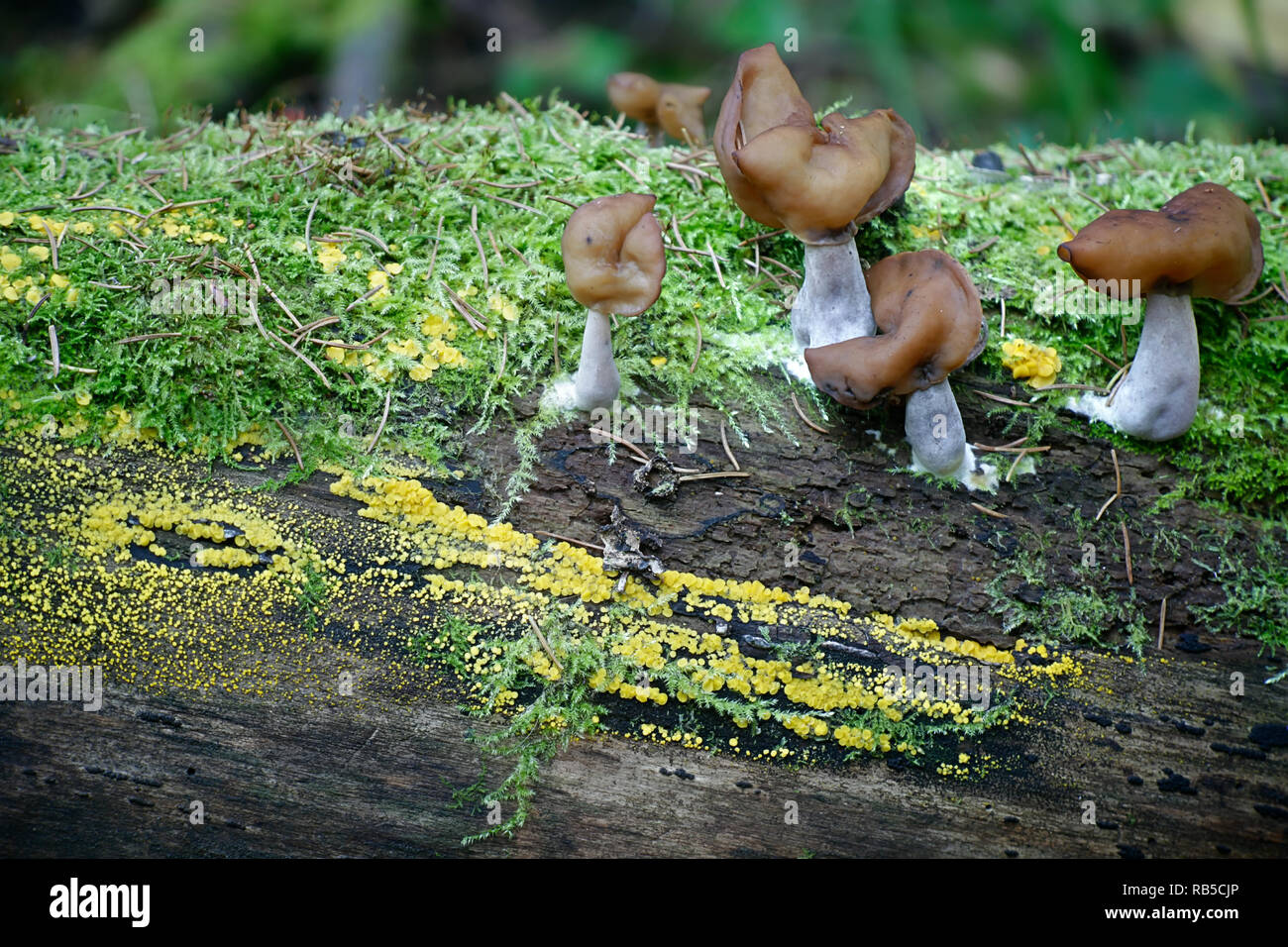 Gyromitra infula, die gemeinhin als die vermummten false Morel oder die Elfin Sattel bekannt Stockfoto