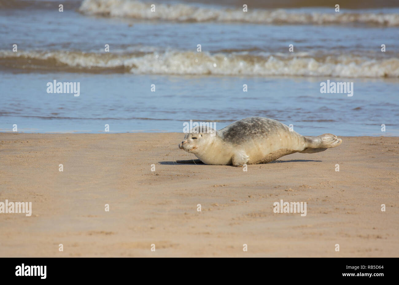 Gemeinsame seal Pup auf Donna Nook Strand in Lincolnshire, Großbritannien. Stockfoto