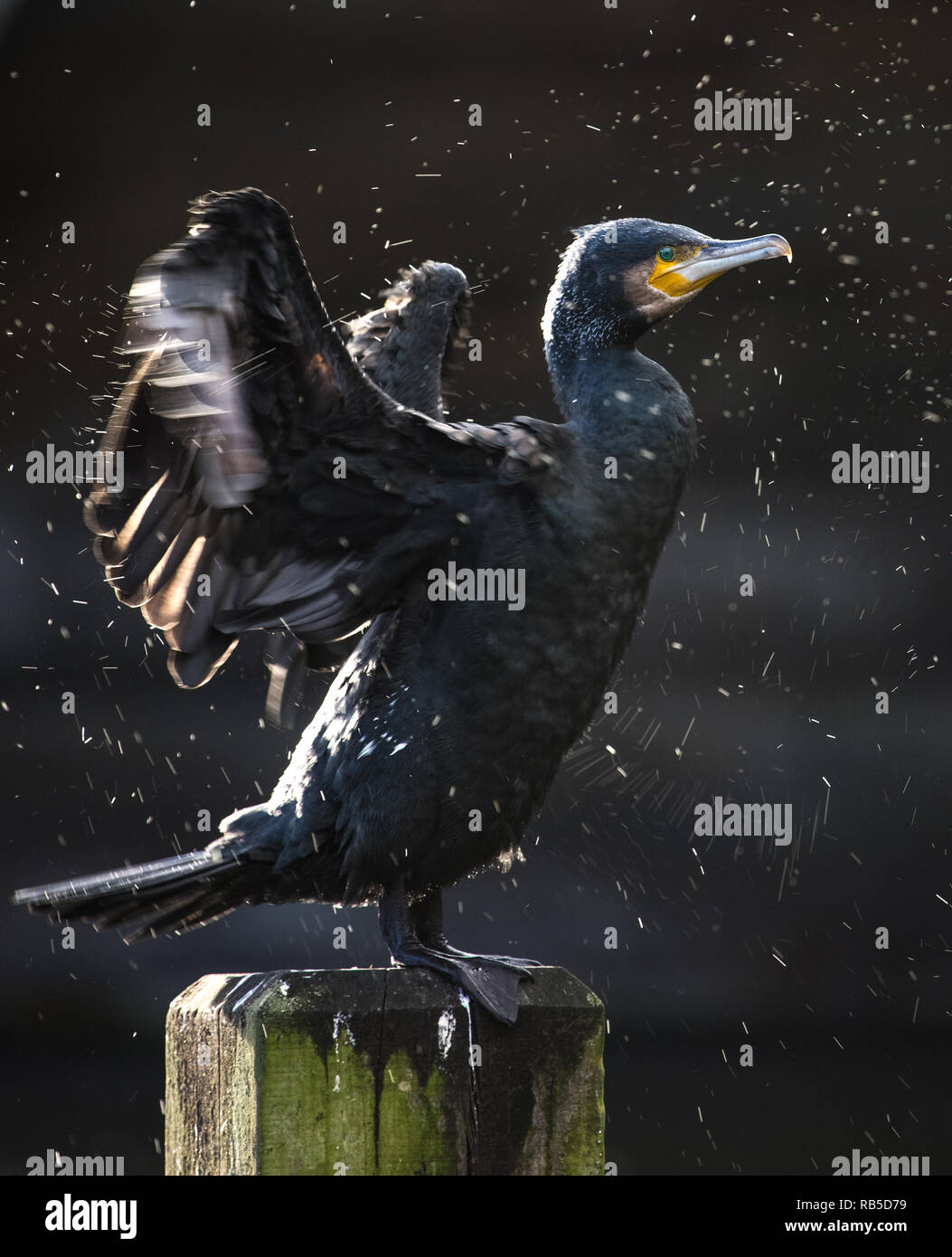 Kormoran aus Trocknung seine Flügel im Hyde Park, London. Stockfoto