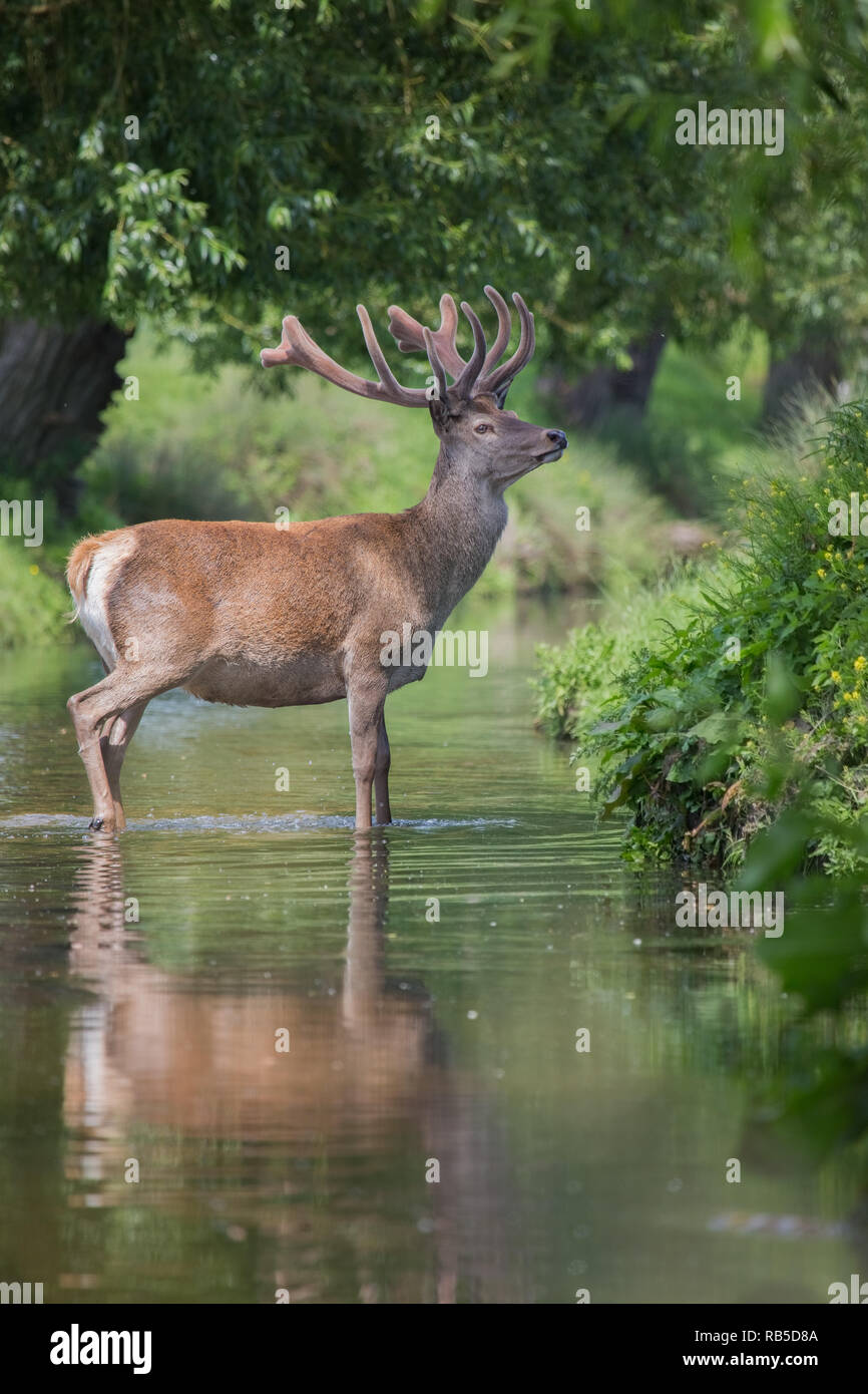 Red deer Hirsch in Beverly Bach, Richmond Park Stockfoto