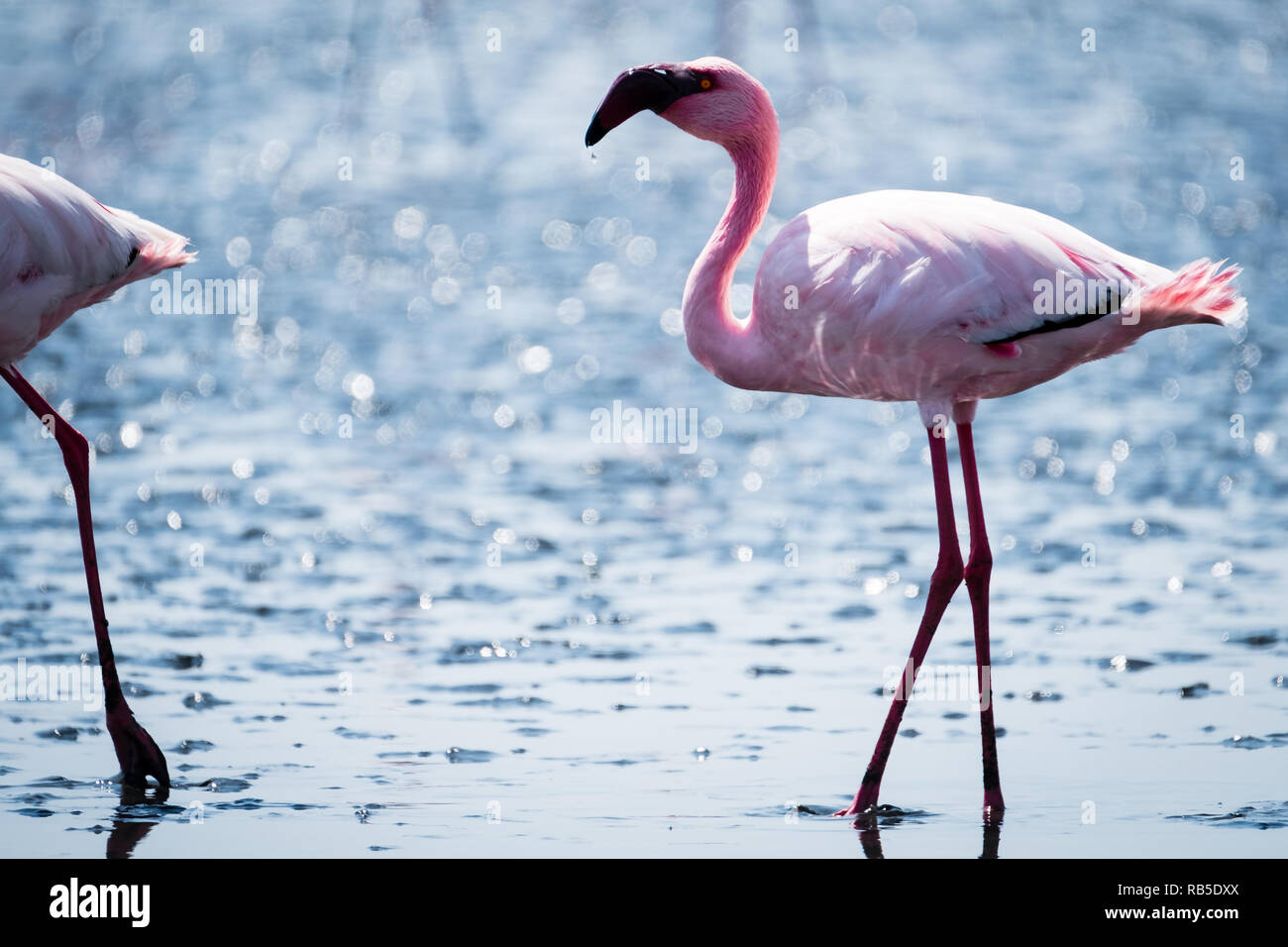 Flamingos in Walvis Bay Namibia Stockfoto