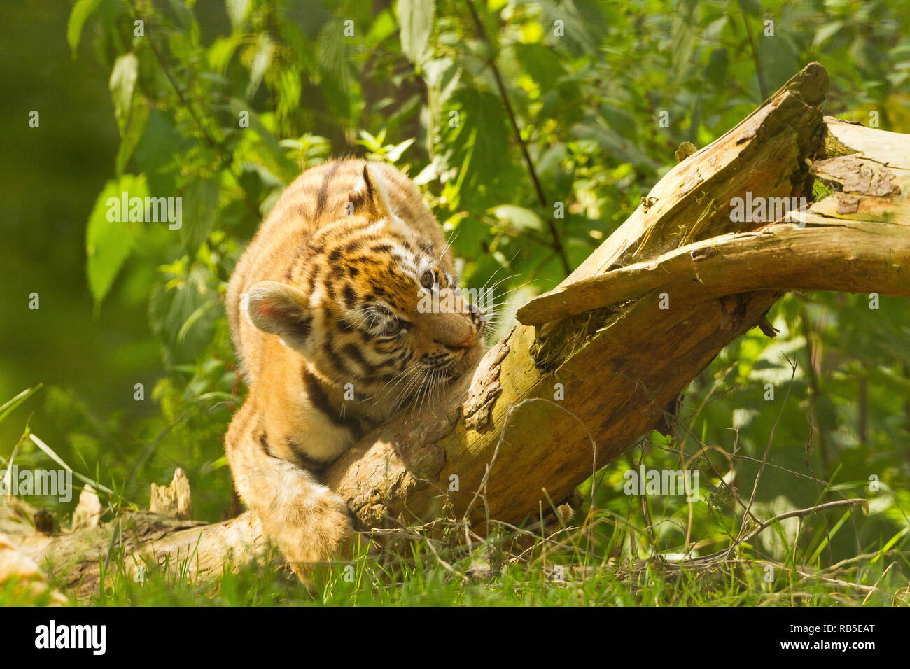 Sibirische/Amur Tiger Cub (Panthera tigris Altaica) Klettern auf einen Baum Stockfoto