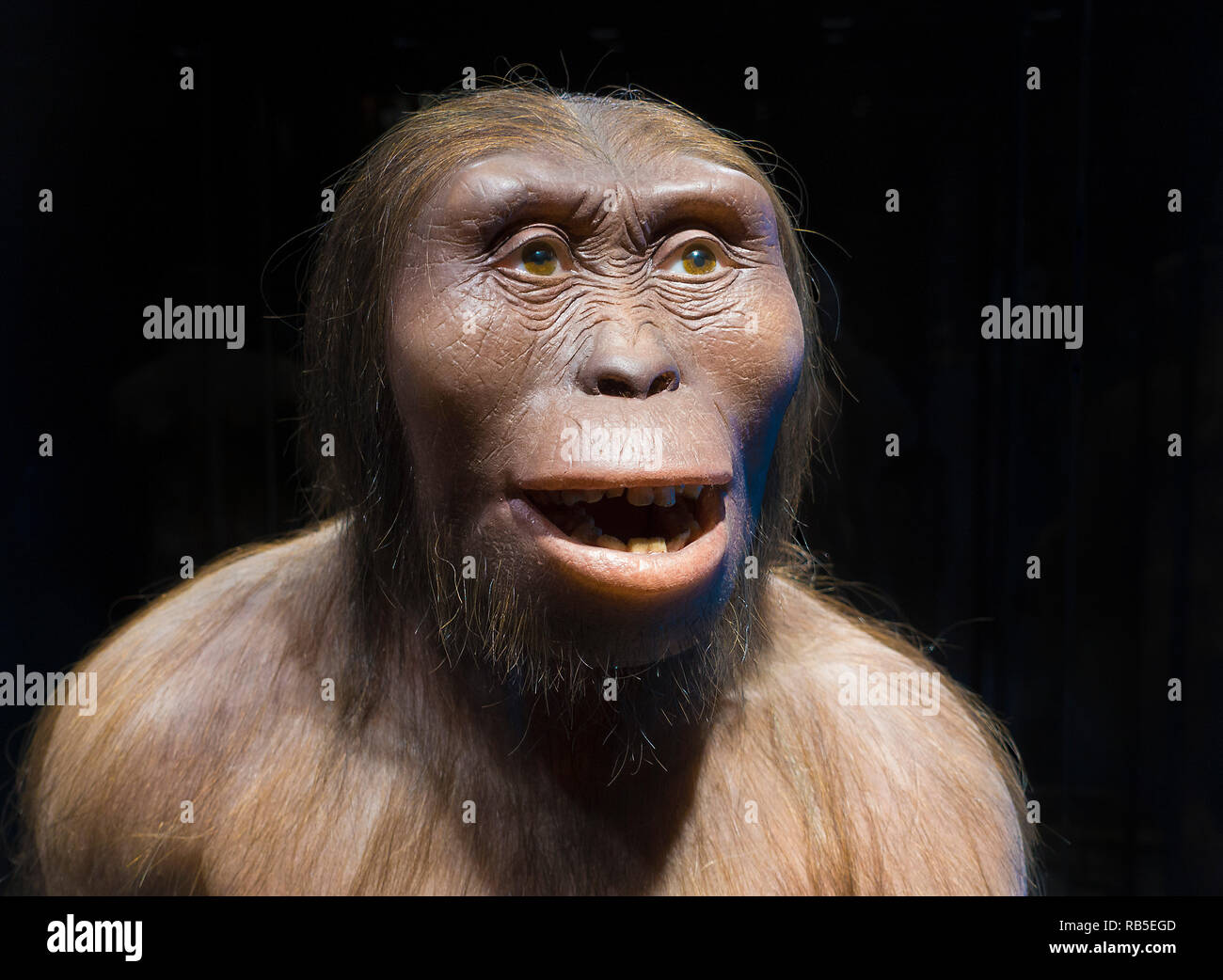 Lucy Wiederaufbau (Australopithecus afarensis ) Stockfoto