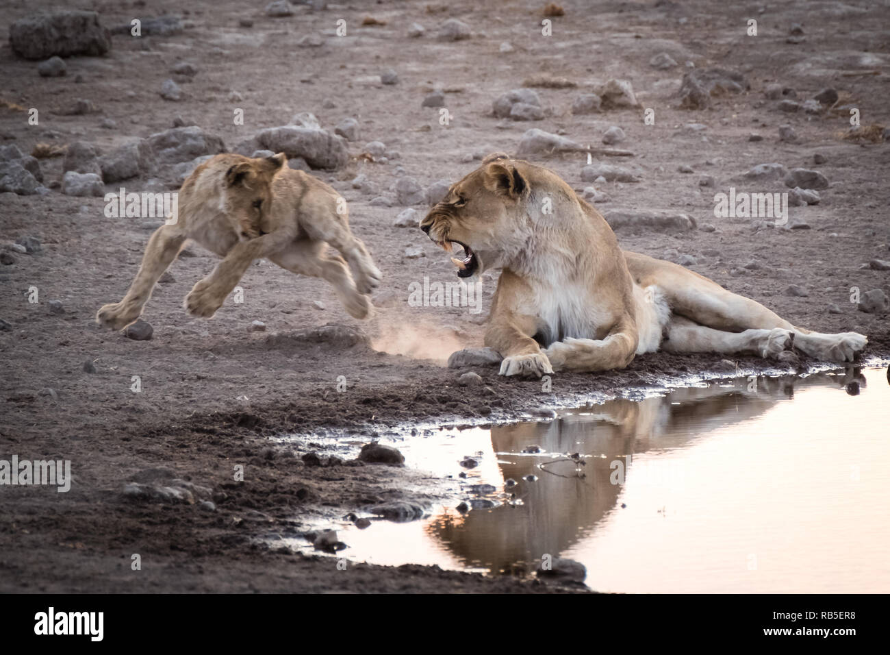 Löwin durch ihr Junges genervt an Etosha Stockfoto