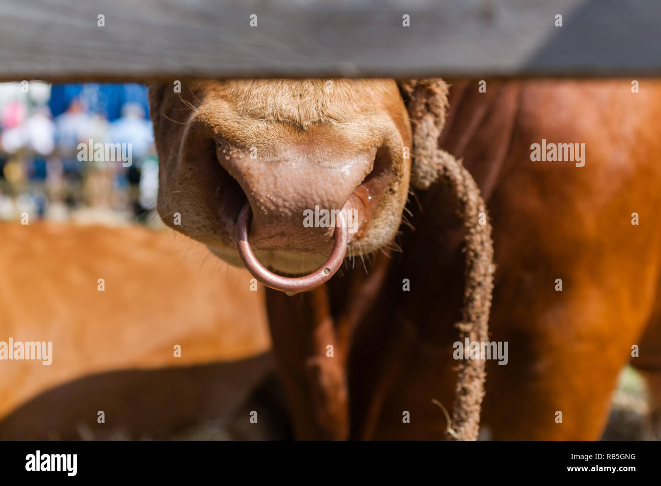 Bull's Nase mit Ring durch Geländer in der Landwirtschaft zeigen Stockfoto