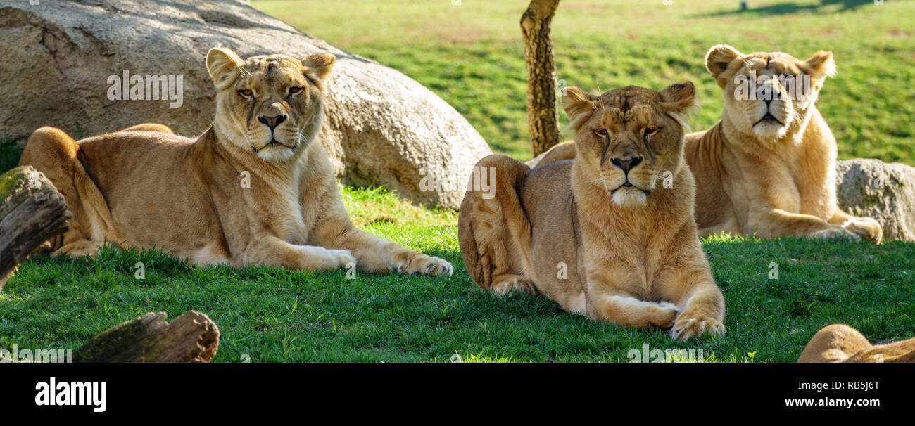 Drei weibliche Lions festgelegt über das Gras Stockfoto