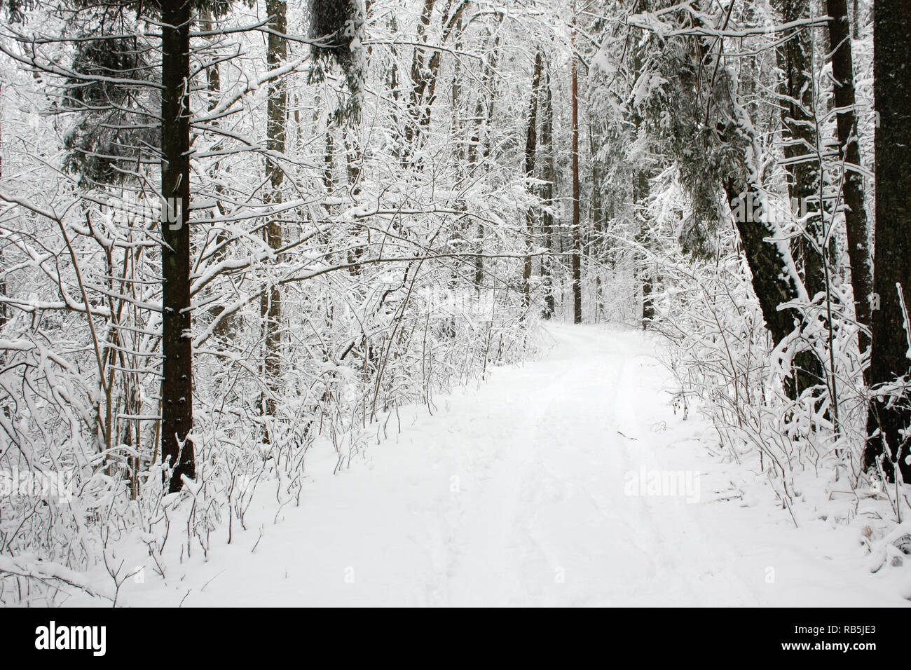 Wunderschöne Landschaft Winter Blick mit weißem Schnee an einem kalten Tag. Stockfoto