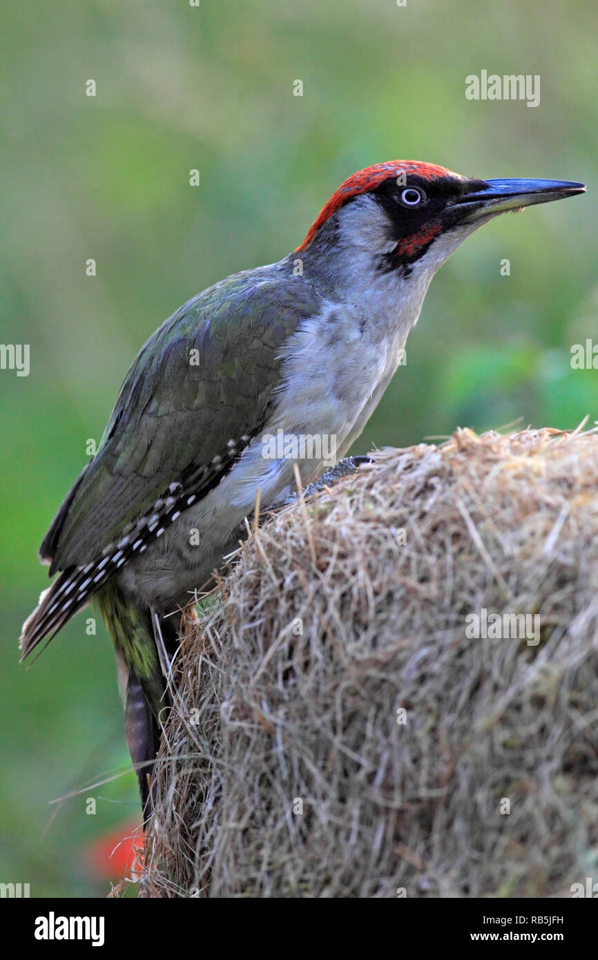 Grünspecht (Picus viridis) auf der Suche nach Ameisen, UK. Stockfoto