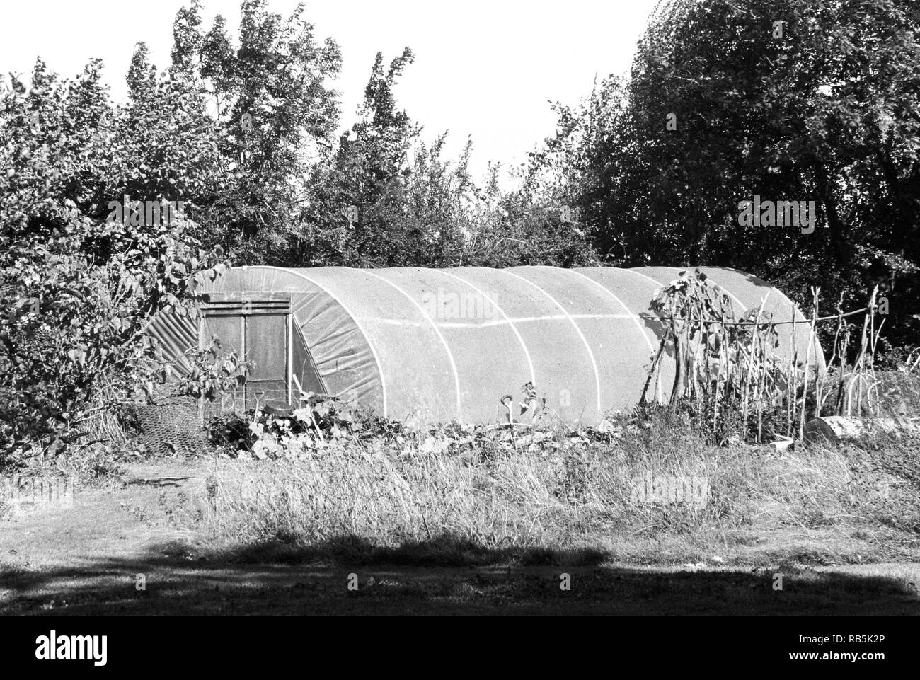 Garten poly Tunnel, Medstead, Hampshire, England, Vereinigtes Königreich. Stockfoto