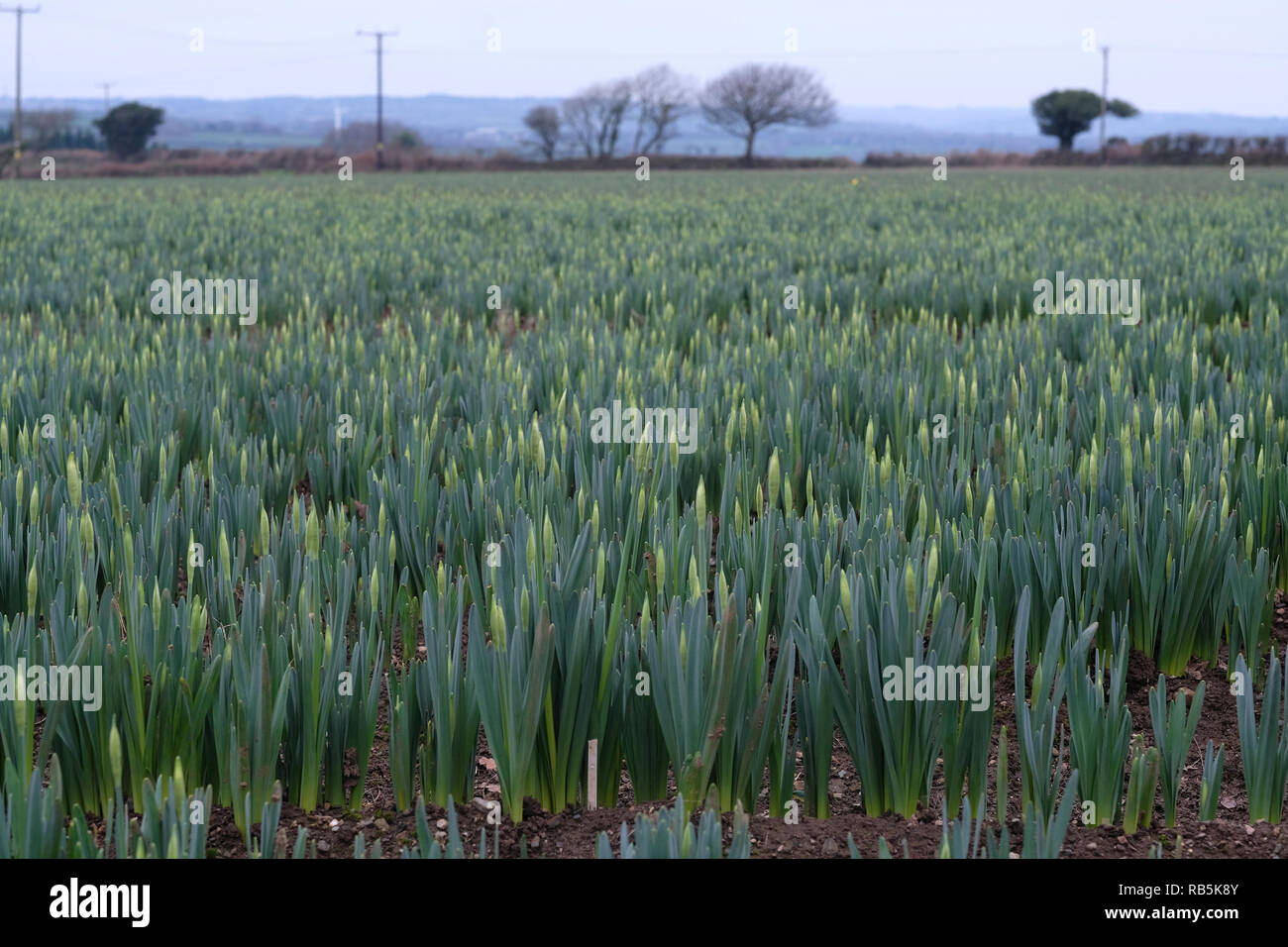 Junge Narzissen wachsen in einem Feld in Cornwall, Großbritannien Stockfoto