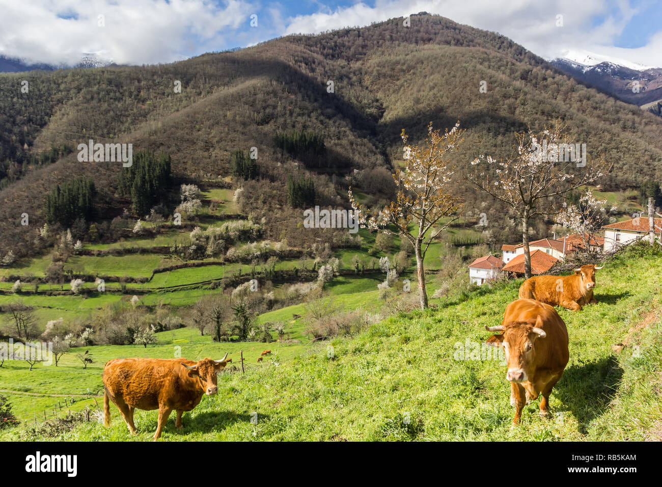 Landschaft mit braunen Kühe in Picos de Europa National Park in Spanien Stockfoto