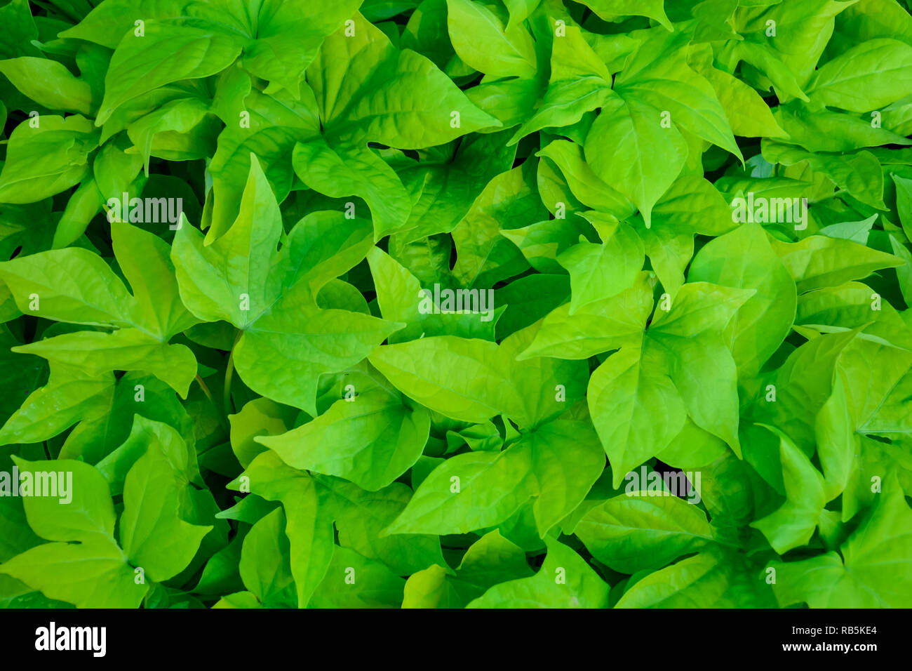 Ein Blick von Oben auf die vielen sehr helle grüne Blätter, die eine üppige, texturiert, schönen und ökologisch Teppich Stockfoto