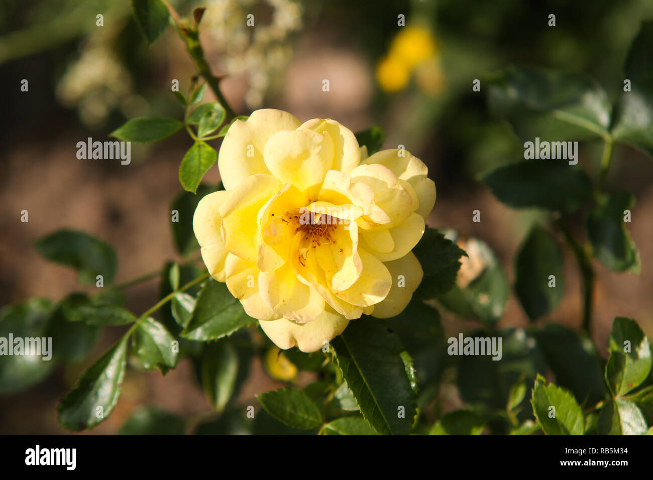 Schöne Blumen blühen in einem kleinen Land Stadt Haus Garten in der Nähe von lokalen Park. Stockfoto
