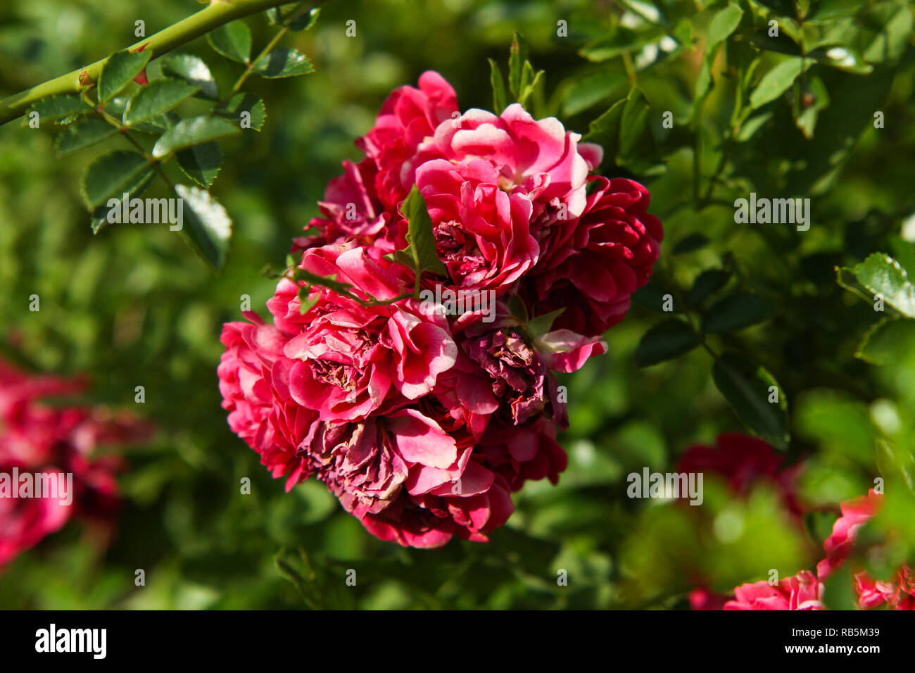 Schöne Blumen blühen in einem kleinen Land Stadt Haus Garten in der Nähe von lokalen Park. Stockfoto