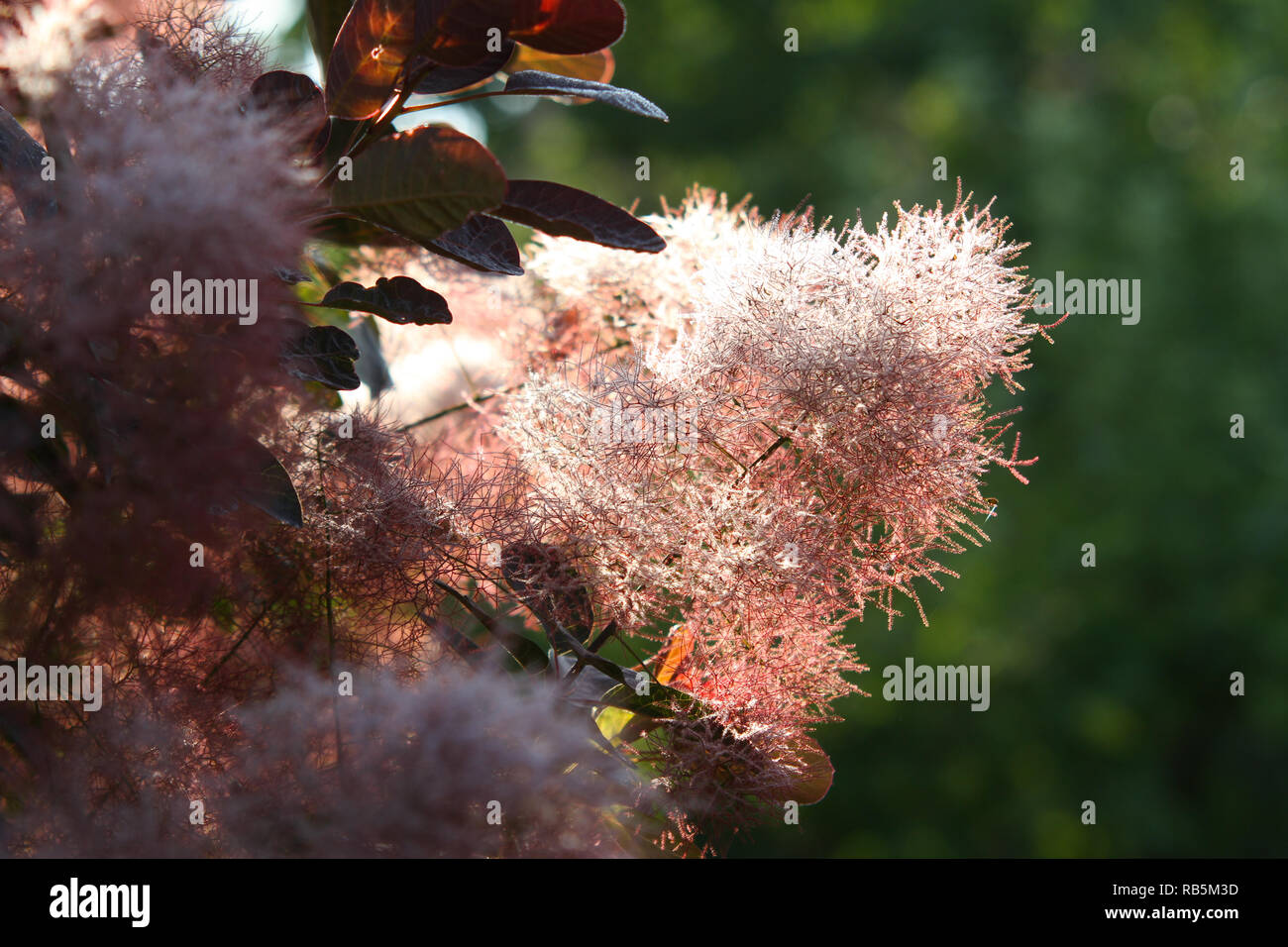 Schöne Blumen blühen in einem kleinen Land Stadt Haus Garten in der Nähe von lokalen Park. Stockfoto